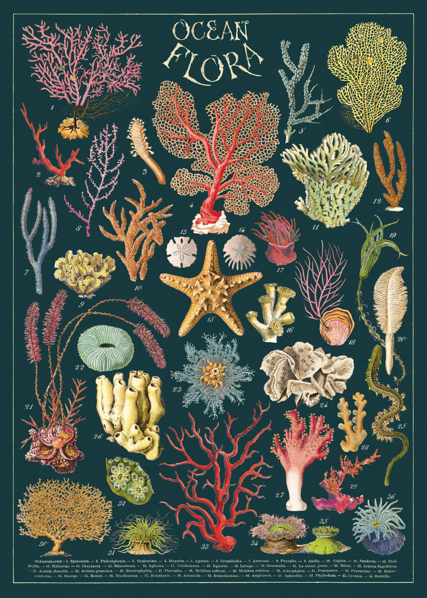 Cavallini Poster/Gift Wrap - Ocean Flora