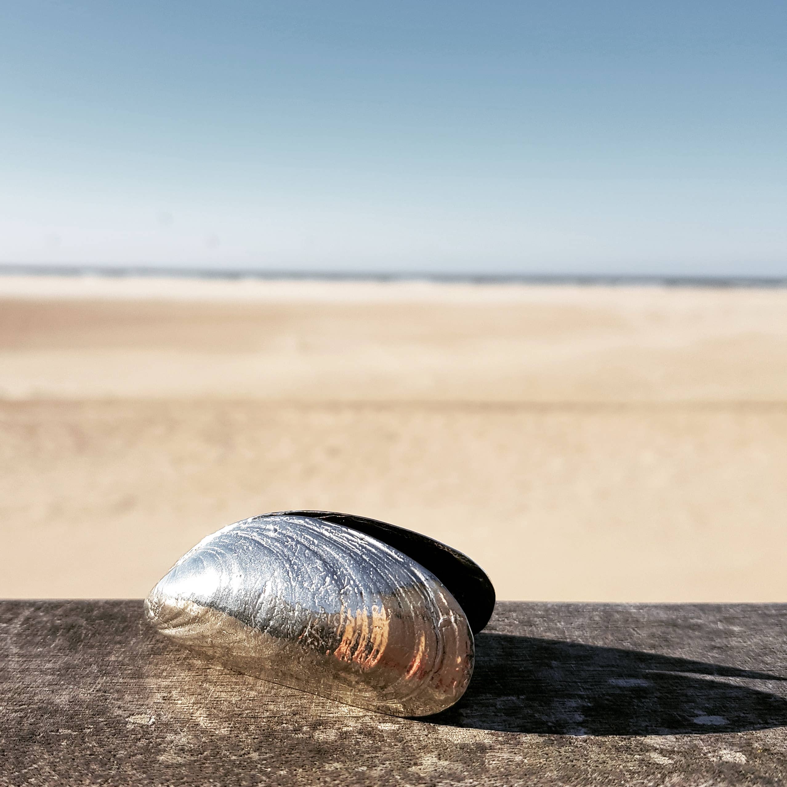 The Mussel Cutlery Set - Image 8